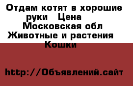 Отдам котят в хорошие руки › Цена ­ 5 - Московская обл. Животные и растения » Кошки   